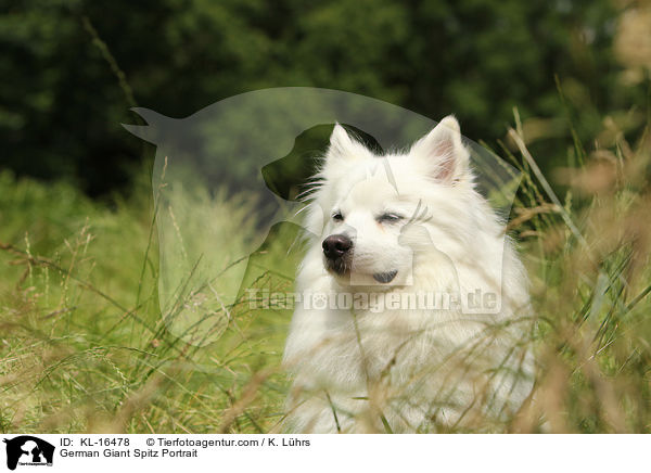 German Giant Spitz Portrait / KL-16478