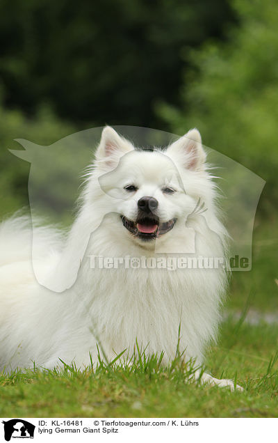 lying German Giant Spitz / KL-16481