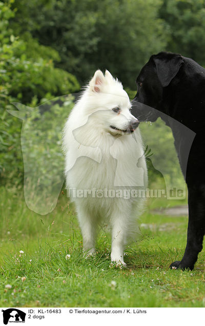 2 Hunde / 2 dogs / KL-16483