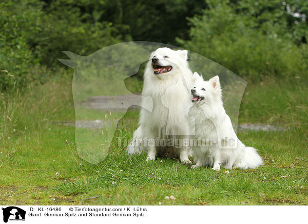 Giant  German Spitz and Standard German Spitz / KL-16486