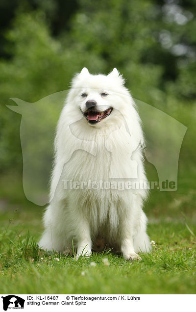 sitting German Giant Spitz / KL-16487