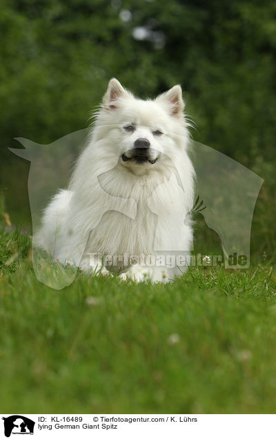 lying German Giant Spitz / KL-16489
