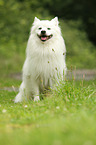 sitting German Giant Spitz