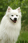 German Giant Spitz Portrait