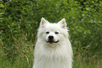 German Giant Spitz Portrait