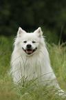 German Giant Spitz Portrait