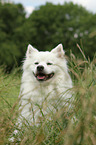 German Giant Spitz Portrait