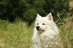 German Giant Spitz Portrait
