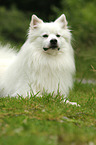 lying German Giant Spitz