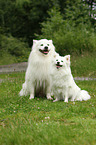 Giant  German Spitz and Standard German Spitz