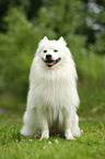 sitting German Giant Spitz