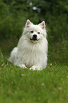 lying German Giant Spitz