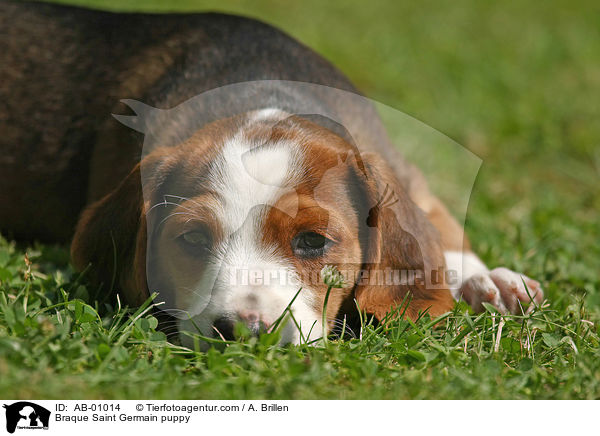 Braque Saint Germain puppy / AB-01014