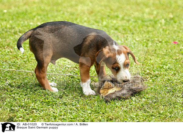 Deutsche Bracke Welpe / Braque Saint Germain puppy / AB-01020