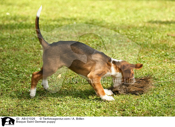 Braque Saint Germain puppy / AB-01026
