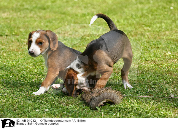 Braque Saint Germain puppies / AB-01032