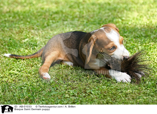 Deutsche Bracke Welpe / Braque Saint Germain puppy / AB-01033