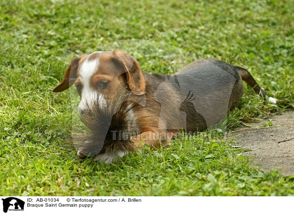 Deutsche Bracke Welpe / Braque Saint Germain puppy / AB-01034