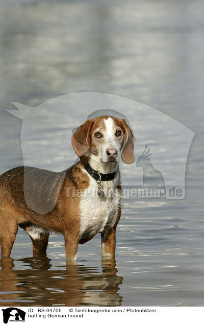 bathing German hound / BS-04706