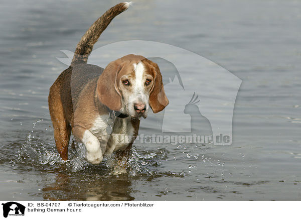 bathing German hound / BS-04707