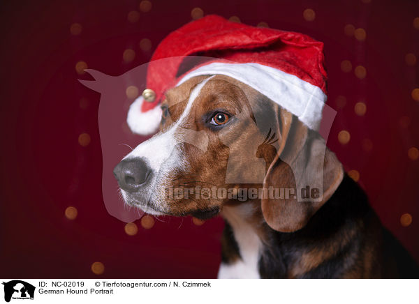 Deutsche Bracke Portrait / German Hound Portrait / NC-02019