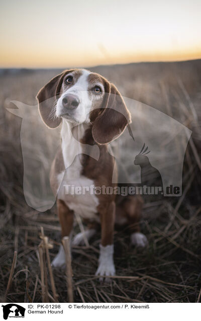 German Hound / PK-01298