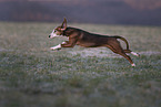 German Hound