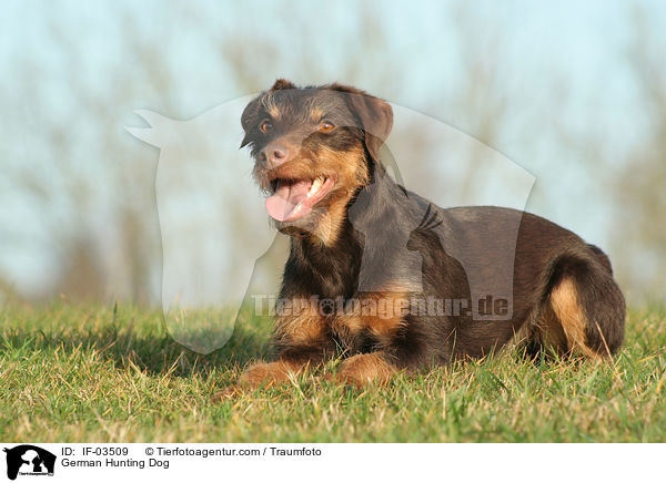German Hunting Dog / IF-03509