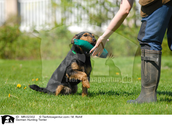 Deutscher Jagdterrier apportiert Dummy / German Hunting Terrier / MR-02302