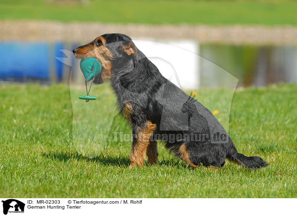 Deutscher Jagdterrier apportiert Dummy / German Hunting Terrier / MR-02303