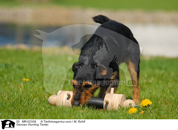 Deutscher Jagdterrier apportiert Dummy / German Hunting Terrier / MR-02308