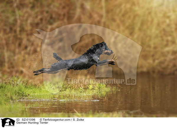 German Hunting Terrier / SZ-01096