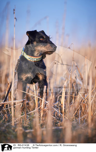 Deutscher Jagdterrier / german hunting Terrier / RG-01436