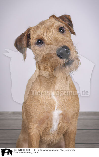 Deutscher Jagdterrier / German hunting terrier / NC-03430