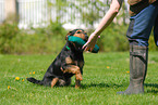 German Hunting Terrier