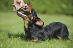 lying german hunting terrier