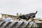 German Hunting Terrier