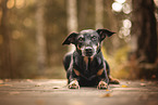 German Hunting Terrier