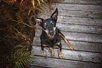 German Hunting Terrier
