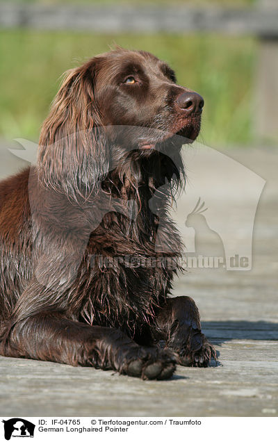 German Longhaired Pointer / IF-04765