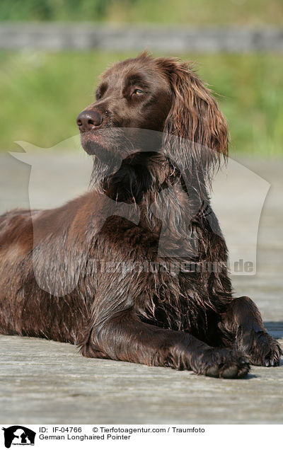 German Longhaired Pointer / IF-04766