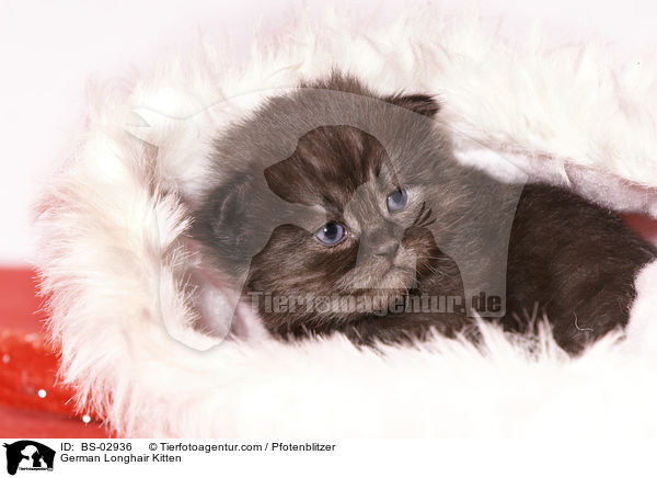 Deutsch Langhaar Ktzchen / German Longhair Kitten / BS-02936