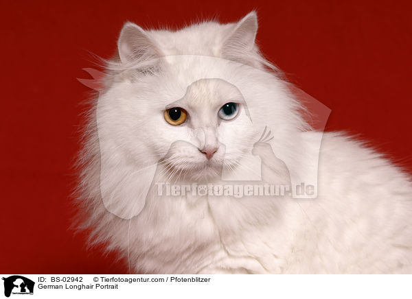 Deutsch Langhaar Portrait / German Longhair Portrait / BS-02942