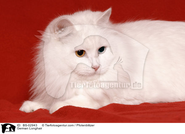 Deutsch Langhaar / German Longhair / BS-02943