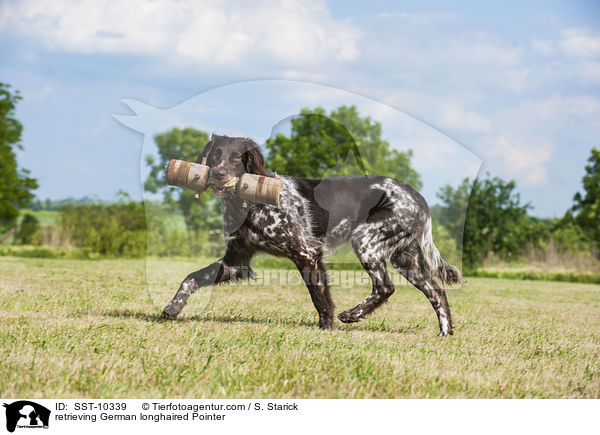 apportierender Deutsch Langhaar / retrieving German longhaired Pointer / SST-10339