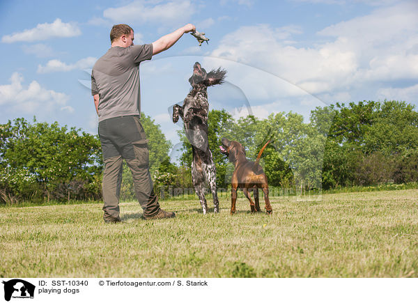 playing dogs / SST-10340