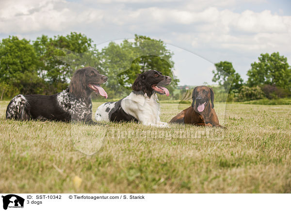 3 dogs / SST-10342