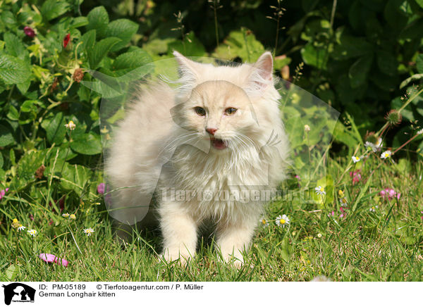 Deutsch Langhaar Ktzchen / German Longhair kitten / PM-05189