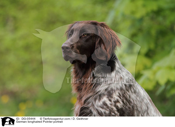 German longhaired Pointer portrait / DG-05444