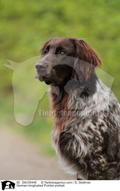 German longhaired Pointer portrait / DG-05446